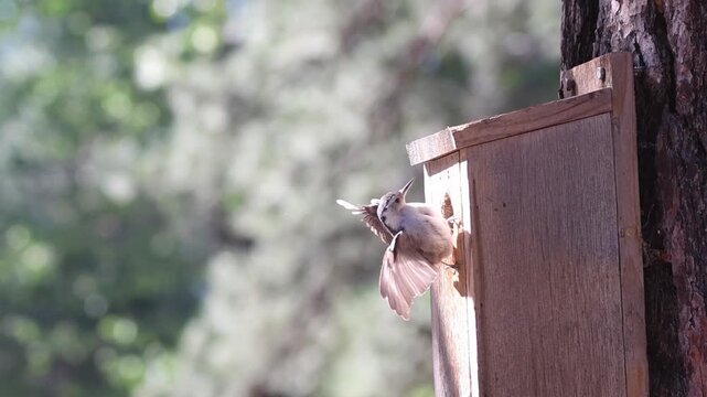 White-breasted nuthatch (Sitta carolinensis) fledgling emerges from nest box and performs pre-flight wing exercises in Lassen County, California.