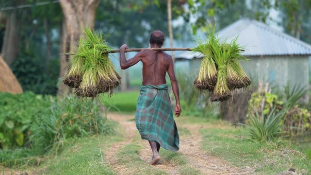 Bogura, Bangladesh - 24 September 2023: View of a farmer carrying bundles of green rice seedlings on a shoulder pole while walking along a rural dirt path in a village.