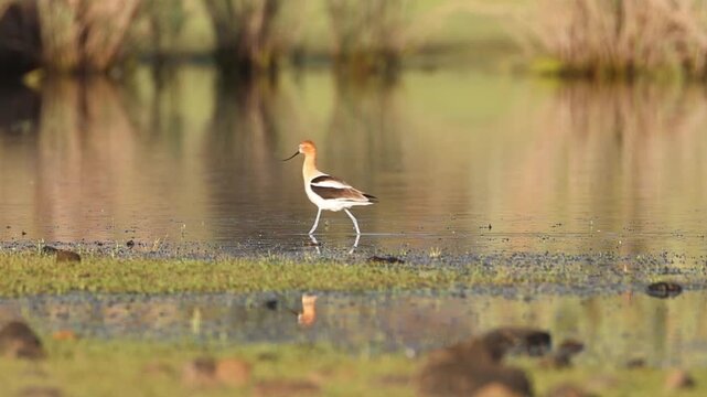 American avocet (Recurvirostra americana) in breeding plumage forages in shallow water at Shugru Reservoir, Lassen County, California. Slow motion.