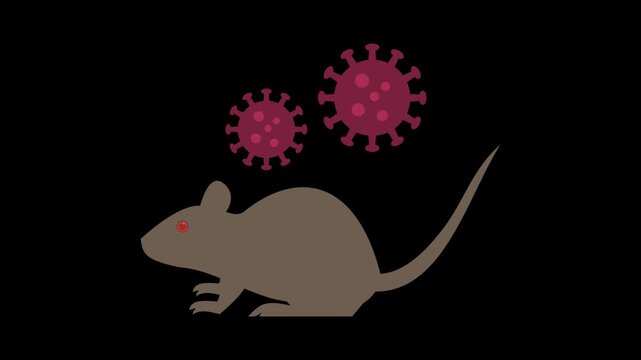 Seamless loop animation of a rat with a moving tail surrounded by swaying hantavirus cells, isolated on a transparent alpha channel background for medical illustration design