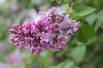 Obraz premium A lush, isolated lilac branch with delicate pink-purple flowers and green leaves against a blurred background of a spring garden. Fresh floral landscape. Nature and seasonal beauty. Flowers close-up.