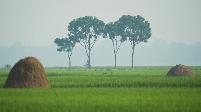 Bogura, Bangladesh - 23 September 2023: View of a person riding a bicycle past haystacks in a lush green rice field under a hazy sky.