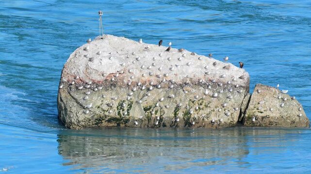 Seagulls resting on a large white rock in the middle of a fast-flowing blue river under bright daylight in 120fps 4K Slow Motion