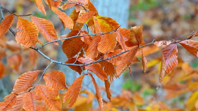 Beech tree leaves with vibrant orange and gold foliage swaying gently on thin branches in a serene autumn forest in 120fps 4K Slow Motion