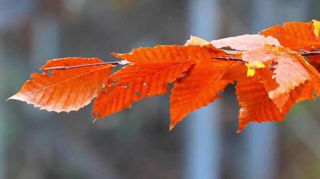 Beech tree leaves in bright orange autumn colors swaying gently on a thin branch against a blurred forest background during a peaceful day in 120fps 4K Slow Motion