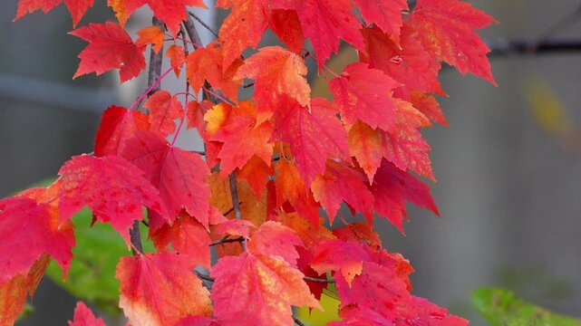 Maple leaves in vibrant red autumn colors gently swaying on a tree branch against a soft gray background in 120fps 4K Slow Motion
