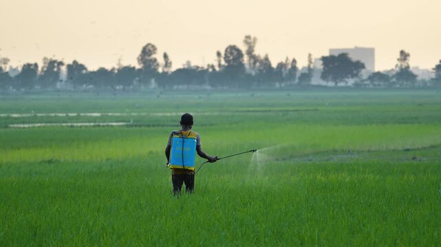 Bogura, Bangladesh - 15 September 2023: View of a farmer spraying pesticides in a green rice paddy field with a blue tank sprayer during a hazy morning.