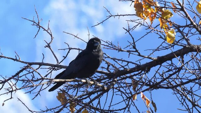 Black crow perched on a bare tree branch looking around against a bright blue sky with white clouds in 120fps 4K Slow Motion