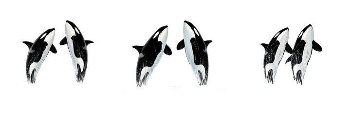 Two jumping killer whales orcas dynamic action isolated transparent background marine wildlife animal png © charline