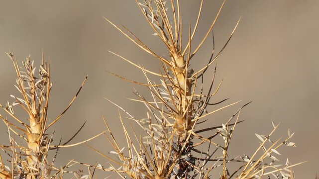 Thorn bush branches standing in a sun-drenched arid desert environment during a bright summer day in 120fps 4K Slow Motion
