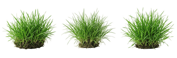 Fresh green grass tuft lawn patch isolated transparent background nature garden landscape element png © charline