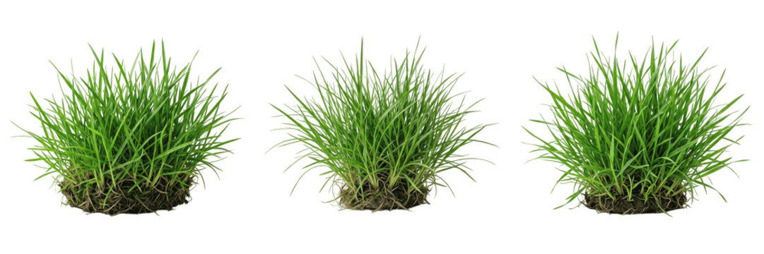 Fresh green grass tuft lawn patch isolated transparent background nature garden landscape element png
