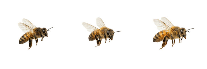 Flying honey bee insect with detailed wings isolated transparent background honeybee mascot png clipart © charline