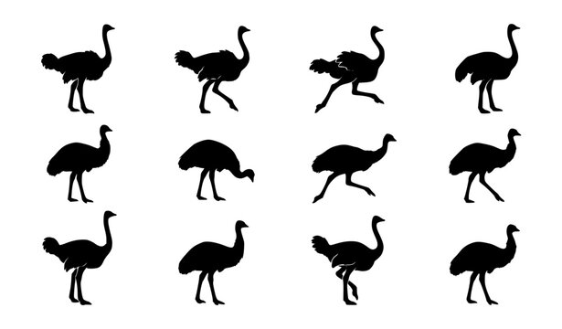 Ostrich Silhouette Collection Featuring Flightless Emu and Rhea Bird Vector Set with Various Poses for Nature Safari Wildlife and Educational Graphic Designs