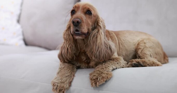 English Cocker Spaniel dog resting on sofa at home, camera moving in
