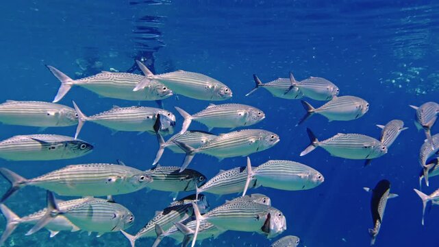 School of indian mackerel swimming in deep blue ocean water