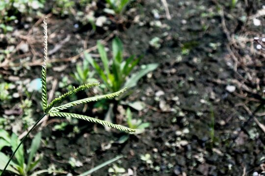 The belulang grass plant, sambau grass or eleusine indica with flowers shaped like fingers or bird claws which is an annual weed plant that grows wild and is used as a traditional herbal medicine or a