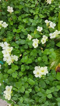 lily of the valley in the garden