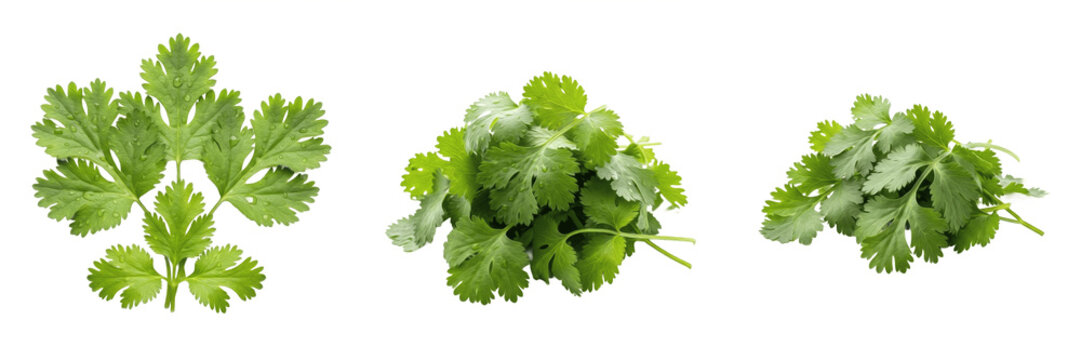 Fresh Green Parsley Herb Bundle Bunch Transparent PNG Organic Kitchen Seasoning Salad Crop Garnish