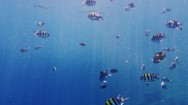 Indo-pacific sergeant fish swimming underwater