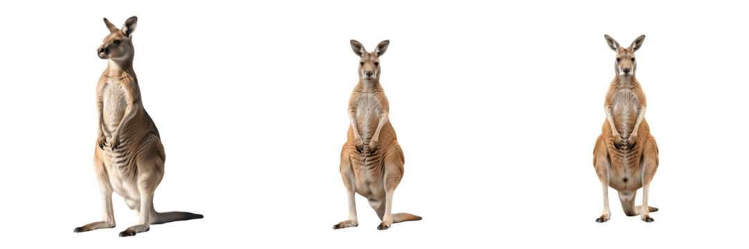 Kangaroo Standing Front View Wildlife Transparent PNG Australian Wallaby Mammal Cutout For Outback Themes