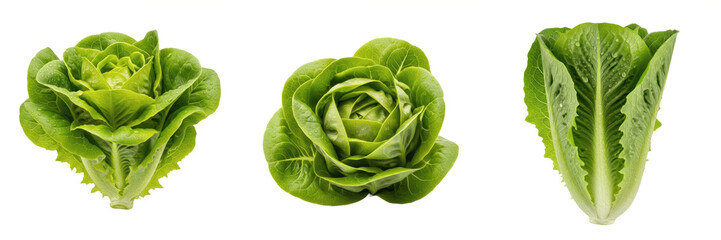 Obraz premium Fresh Green Cabbage Head Vegetable Transparent PNG Savoy Lettuce Crop For Healthy Cooking Recipes