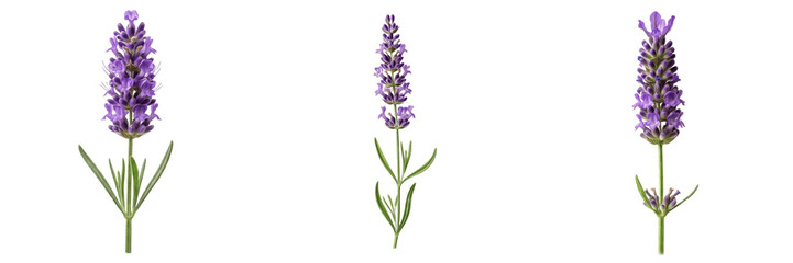 Fresh Purple Lavender Flower Stem Botanical Herb For Wellness On Transparent Background © new