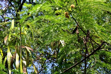 Fototapeta premium The lamtoro plants, chinese stink beans or leucaena leucocephala are usually used as highly nutritious animal feed or their seeds are used as traditional food, either as a food mix or as a side dish