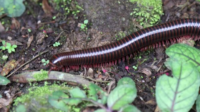 A millipede that walks freely on damp ground