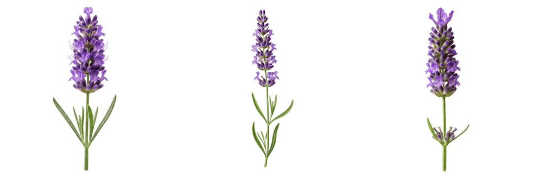 Fresh Purple Lavender Flower Stem Botanical Herb For Wellness On Transparent Background