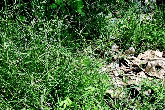 The wild grass plant, samba grass or eleusine indica with a green color which is used as herbal medicine or animal feed which grows well under direct sunlight