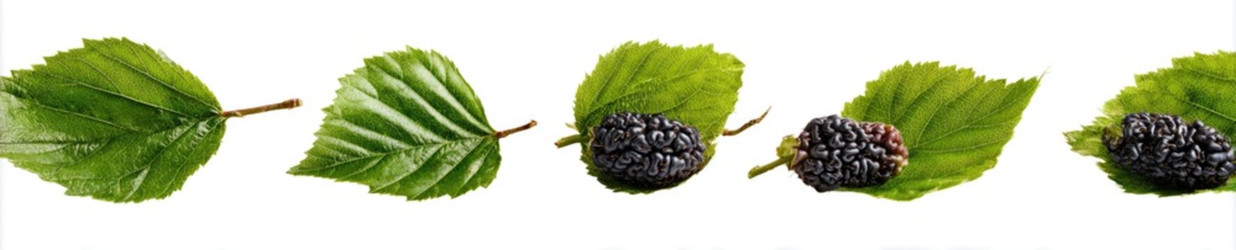 Row of green leaves interspersed with ripe dark purple berries, isolated on white