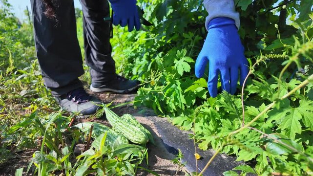 Seasonal Agricultural Worker migrant farm worker harvesting produce in the field. Temporary seasonal agriculture workers essential to domestic food supply chain industry in Canada and United States