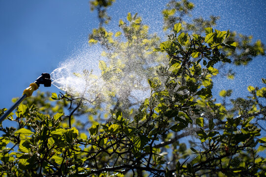 Process of spraying fruit tree foliage with garden sprayer against blue sky, using pressurized mist for irrigation, pest control, or fertilization in spring orchard.