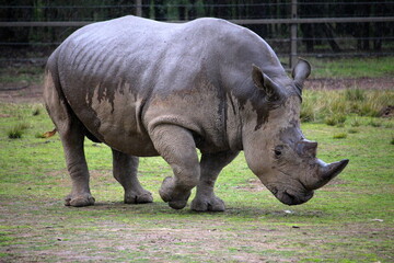 Rhinoceros © Theo Clark Media