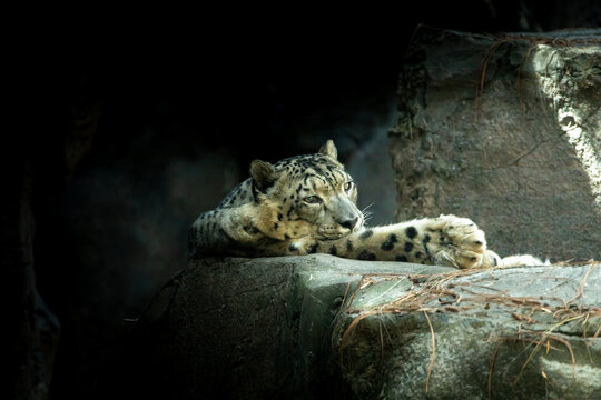 Snow Leopard in Mexico City zoo
