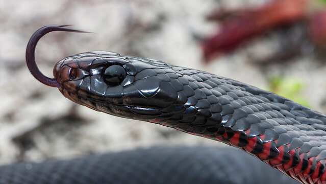 Australian Red-bellied Black Snake flickering it's tongue
