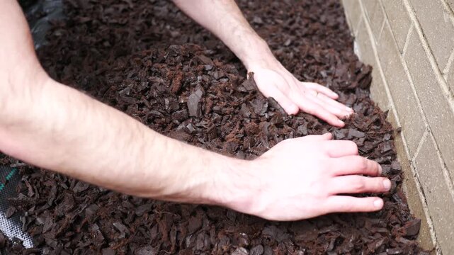  Landscaper or Contractor Adjusts New Brown Rubber Mulch