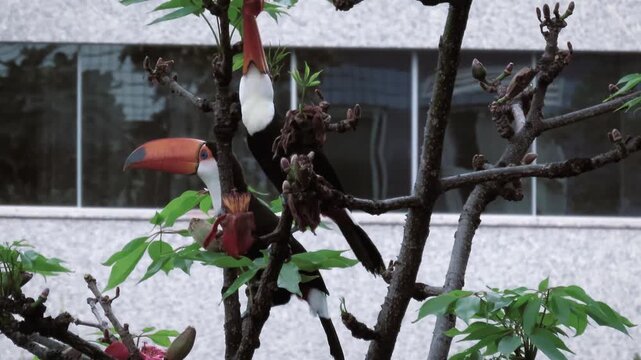 Pair of Toco Toucans feeding on Bombax ceiba tree flowers in the city with buildings background