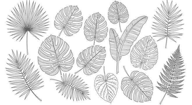 Botanical illustration of tropical leaves in detailed vector format