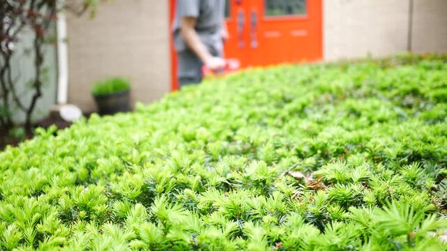 Man Trims a Hedge with an Electric Hedge trimmer