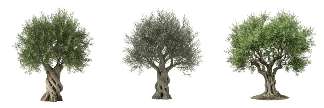 Gnarled Mediterranean Ancient Old Olive Tree Trunk Landscape Botanical Isolated Transparent PNG Render