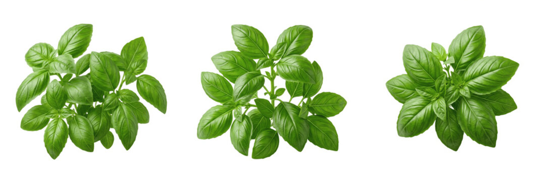 Fresh Aromatic Peppermint Mint Green Leaves Sprig Bunch Herb Isolated Transparent PNG Cutout