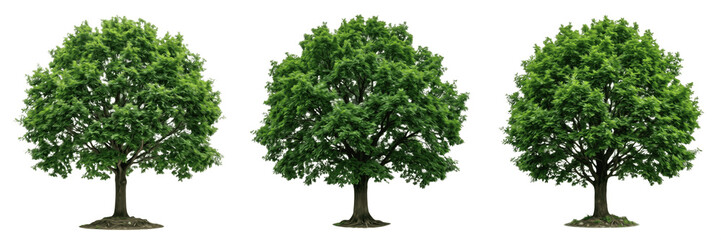 Large Beautiful Deciduous Green Oak Tree Summer Foliage Plant Isolated Transparent PNG Cutout © nova