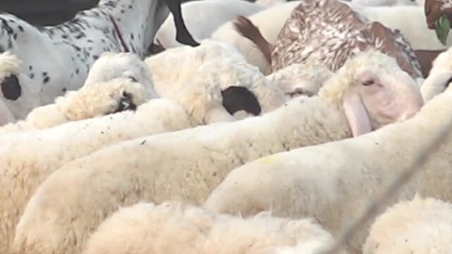 Goats and Cows in the Cattle Market of Pakistan | Eid ul Adha
