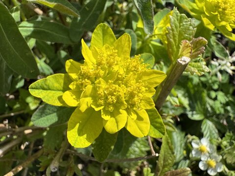 The cushion spurge (Euphorbia epithymoides, syn. Euphorbia polychroma), die Gold-Wolfsmilch oder Vielfarbige Wolfsmilch, Euphorbe dor&eacute;e, L'euforbia dorata, Mljecika ili Mlječika