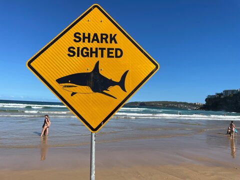 Shark sighted sign at the beach