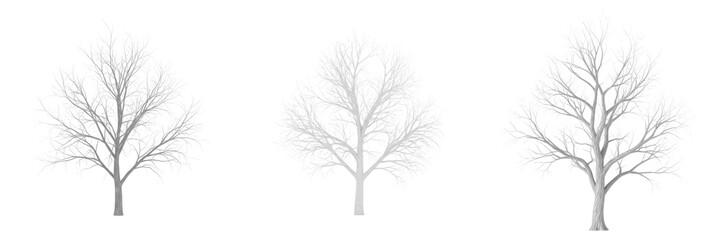 Obraz premium Minimalist Frosty Bare Winter Tree White Silhouette Branches No Leaves Seasonal Nature Landscape Graphic Design Element Isolated Transparent PNG