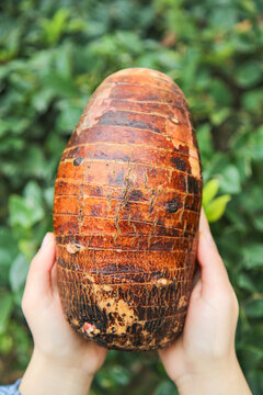 Fresh Taro Root Lipu Variety from Guangxi China Held in Hands Against Green Natural Background