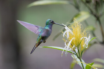 Fototapeta premium Green-backed Hillstar feeding on flower in Ecuadorian cloud forest